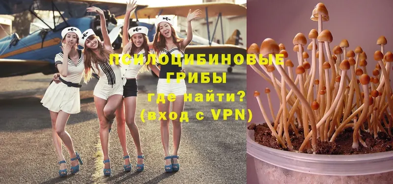 Галлюциногенные грибы Psilocybine cubensis Челябинск